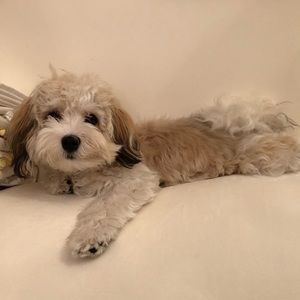 Meet your Posher, Bruce